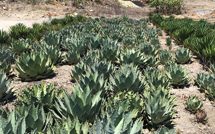 Wahaka Mezcal: Global Reach, Village Values